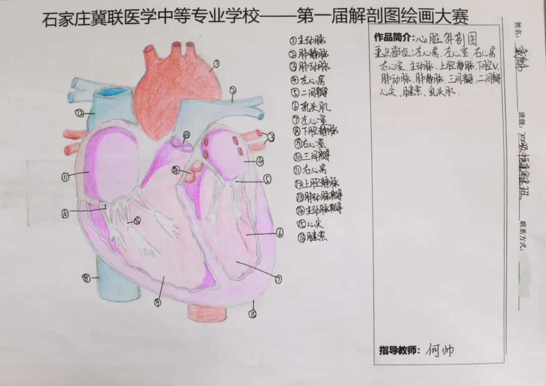 兔子先生和河野玲酱首届解剖图绘画大赛09.jpg